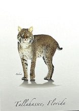 Load image into Gallery viewer, Notecard Tallahassee Bobcat
