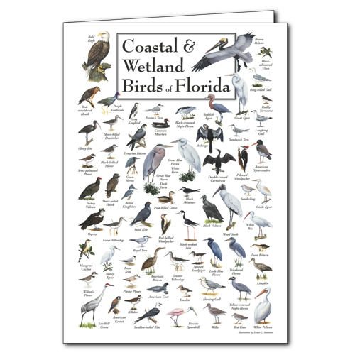 Notecard Coastal & Wetlands Birds of FL