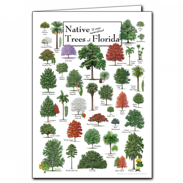 Notecard Native Trees of Florida