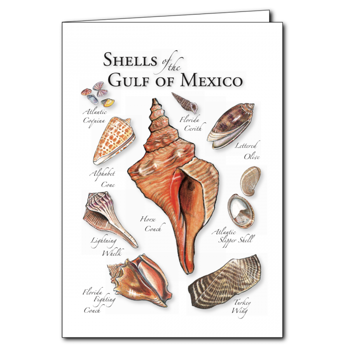 Notecard Shells of the Gulf