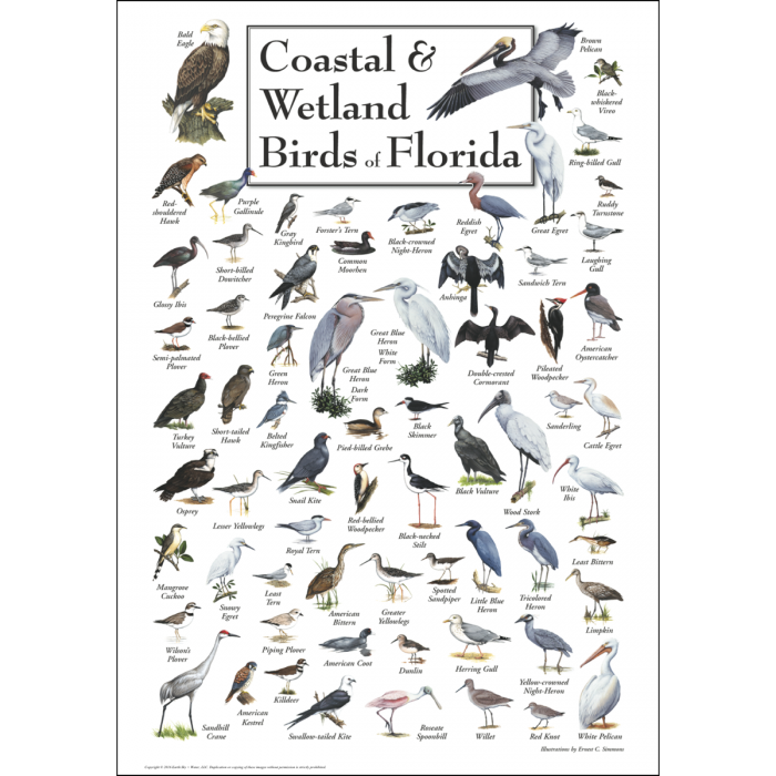 Poster Coastal and Wetland Birds