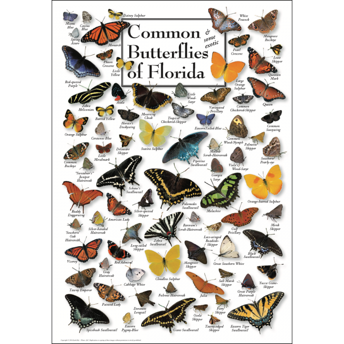 Poster Common Butterflies of Florida