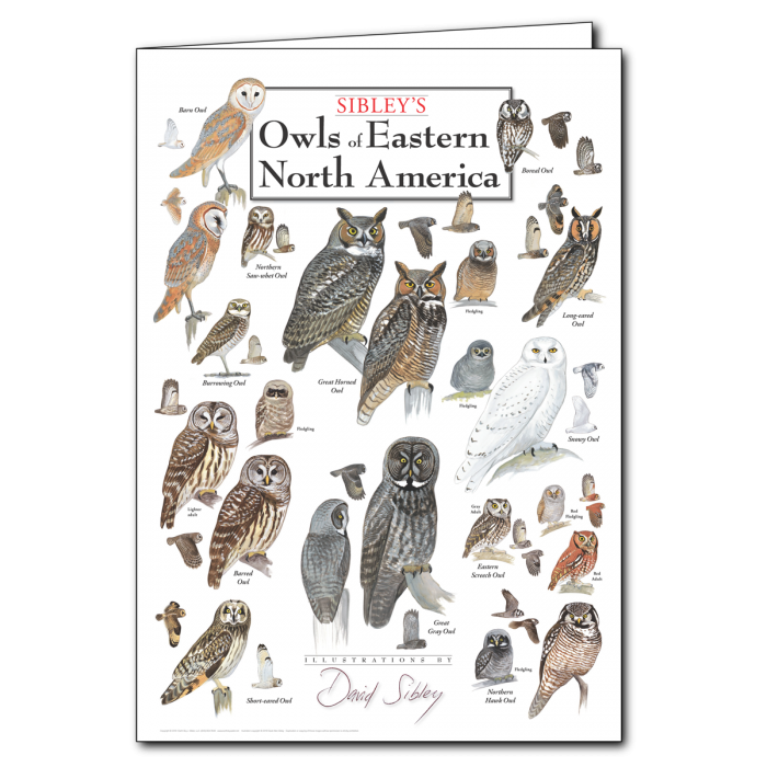 Notecard Sibley's Owls of East North America