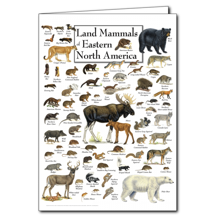 Notecard Land Mammals of E. North America – Florida's History Shop