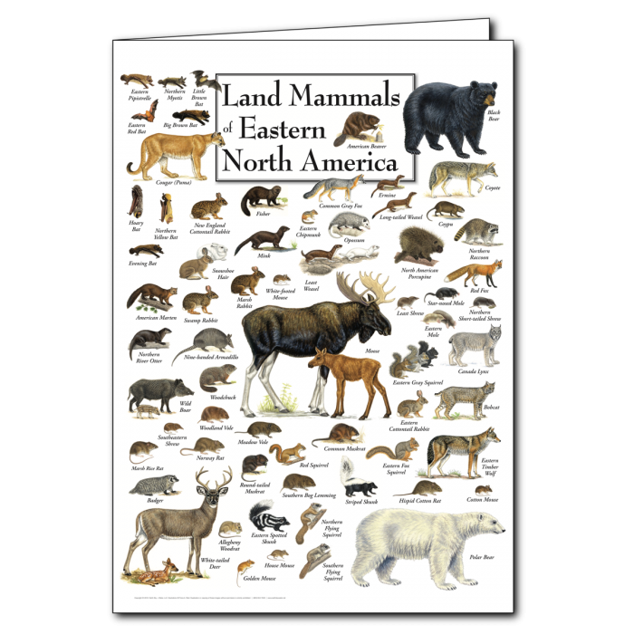 Notecard Land Mammals of E. North America