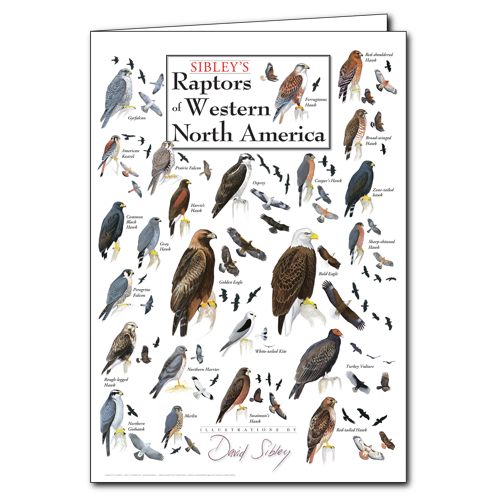 Notecard Sibley's Raptors of E. North America